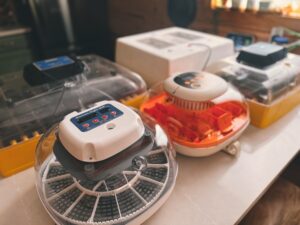 10 Best Egg Incubators
