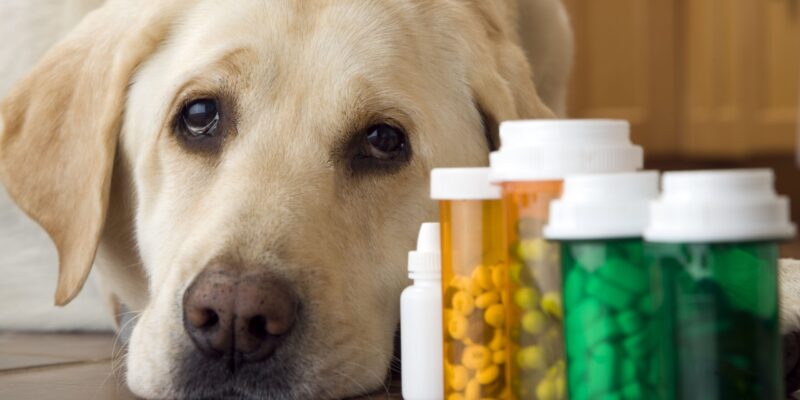 Top 10 Best Dog Multivitamins 2026