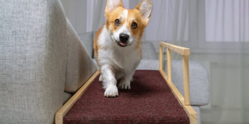 Top 10 Best Dog Ramps 2026